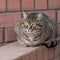 A fat, fat tabby cat sat snugly on the fence. Portrait of a square format, close-up