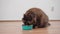 A fat fluffy pregnant cat eats canned food from a bowl.