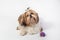 Fat funny fluffy shih-tzu puppy