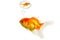 Fat goldfish remember the past
