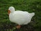 A fat goose walks on the green grass