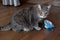 Fat gray tabby british cat sitting on the floor near a medical protective mask