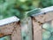 Fat green colour long hairy worm creeping slowly on metal fence outdoor trying to fight and escape from an angry red ant