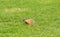 A fat groundhog walking across the grass at a campground in ontario