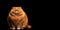Fat lazy funny Orange tabby cat, chubby and furry pet portrait looking at camera, cute animal