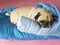 Fat lazy pug dog puppy sleep rest on blanket in bed