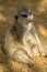 Fat meerkat relaxing like a person