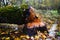 fat old aspen fell into pond after being gnawed by beavers