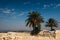 Fat palm trees, ancient city of Megiddo Israel