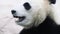 Fat Panda close up portrait