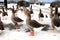 Fat Perigord geese with red beaks walk farm in winter. Beautiful gray thoroughbred geese. Goose farm fattened duck, waterfowl,