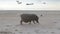 Fat pig walking along sandy beach