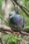 The fat pigeon is importantly sitting on a branch. Domestic pigeon bird and blurred natural background