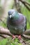 The fat pigeon is importantly sitting on a branch. Domestic pigeon bird and blurred natural background