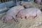 Fat pigs sleep on the farm