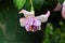 Fat pink fuchsia bloom hanging down in garden