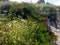 Fat plants and daisies thrive on rock