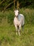 Fat Pony In Paddock