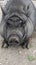 Fat pot-bellied pig and agri-tourism