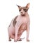 Fat and pregnant Sphynx sitting