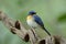 Fat and puffy blue bird with orange feathers on its chest perching on winding vine in very poor lighting in evening, indochinese