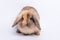 Fat rabbit, brown fur and long ears which sparkling eyes On white background