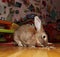 Fat rabbit home. fat rabbit on the parquet floor in the nursery