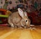Fat rabbit home. fat rabbit on the parquet floor in the nursery