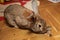 Fat rabbit home. fat rabbit on the parquet floor in the nursery