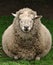 Fat sheep symmetrical face on