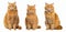 Fat sitting orange cats on a transparent background