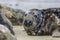 Fat spotty grey seal Halichoerus grypus on the beach