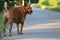 A fat stray dog â€‹â€‹with reddish-brown fur walking on the street.