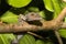 Fat-tail Gecko Uroplatus fimbriatus, Nosy Mangabe, Madagascar