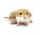 Fat tail gerbil rodent pet isolated