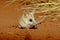 The fat-tailed dunnart Sminthopsis crassicaudata