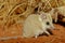 The fat-tailed dunnart Sminthopsis crassicaudata