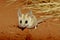 The fat-tailed dunnart Sminthopsis crassicaudata