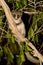 Fat Tailed Dwarf Lemur