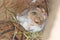 Fat-tailed gerbil