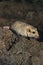 Fat-tailed gerbil