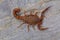 Fat tailed scorpion Hottentotta rugiscutis from Satara district