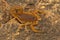 Fat tailed scorpion Hottentotta rugiscutis from type locality, Chengalpettu
