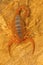 Fat tailed scorpion, Hottentotta rugiscutis from type locality, Chengalpettu