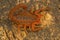 Fat tailed scorpion, Hottentotta rugiscutis from type locality, Chengalpettu