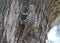 A fat Texas spiny lizard climbing on a ceder tree.