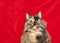 Fat tortoishell cat on red Christmas background