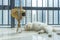 Fat white ragdoll cat sleeping at balcony under strong sunshine with a bottle of flowers