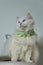 Fat white ragdoll cat wears cute green collar , beautiful blue eyes cat, black background