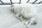 Fat white yellow mixed color ragdoll cat sleeping at balcony under strong sunshine